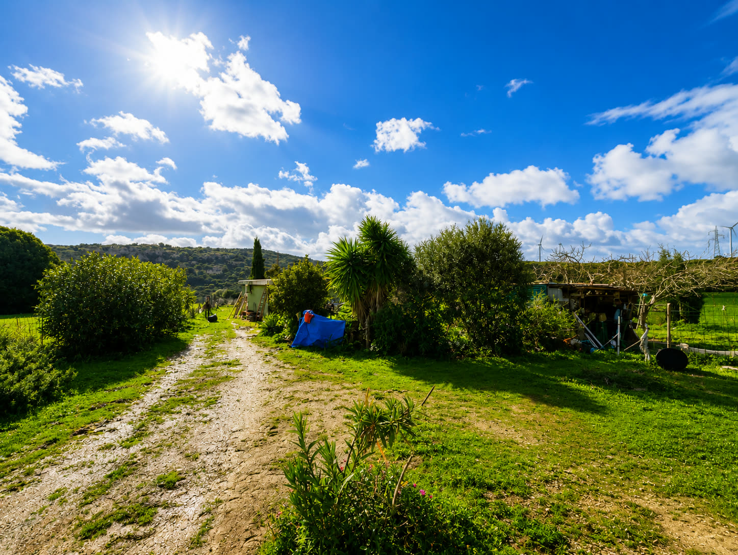 Zona de la parcela con arbolado